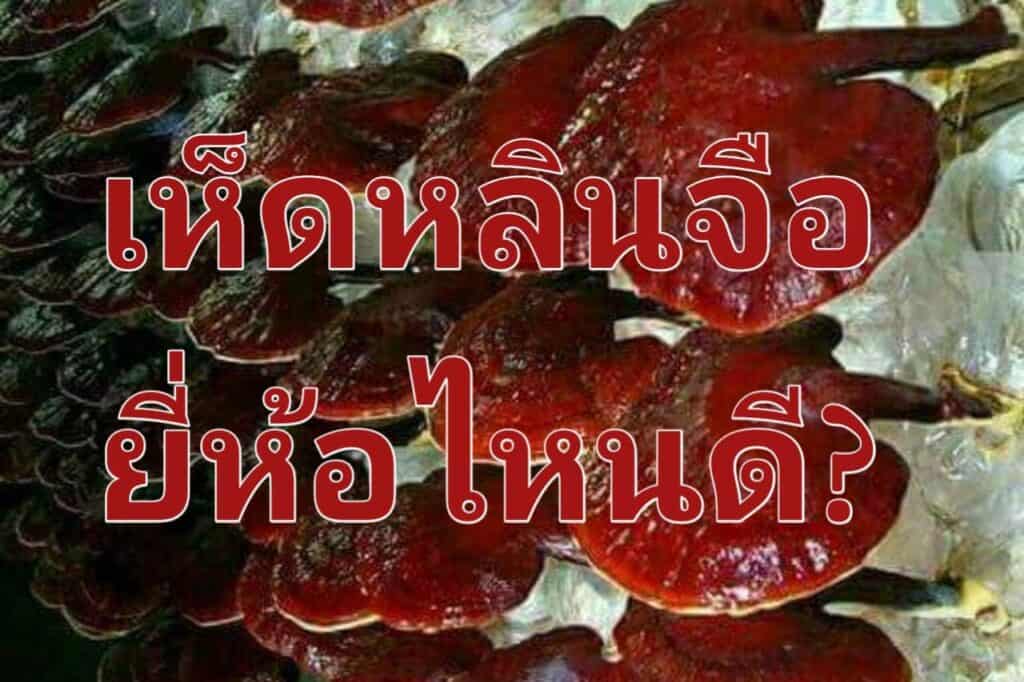 เห็ดหลินจือยี่ห้อไหนดี