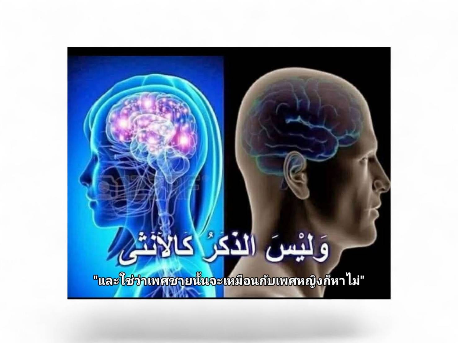 สมองของผู้หญิง-ในอัลกุรอาน