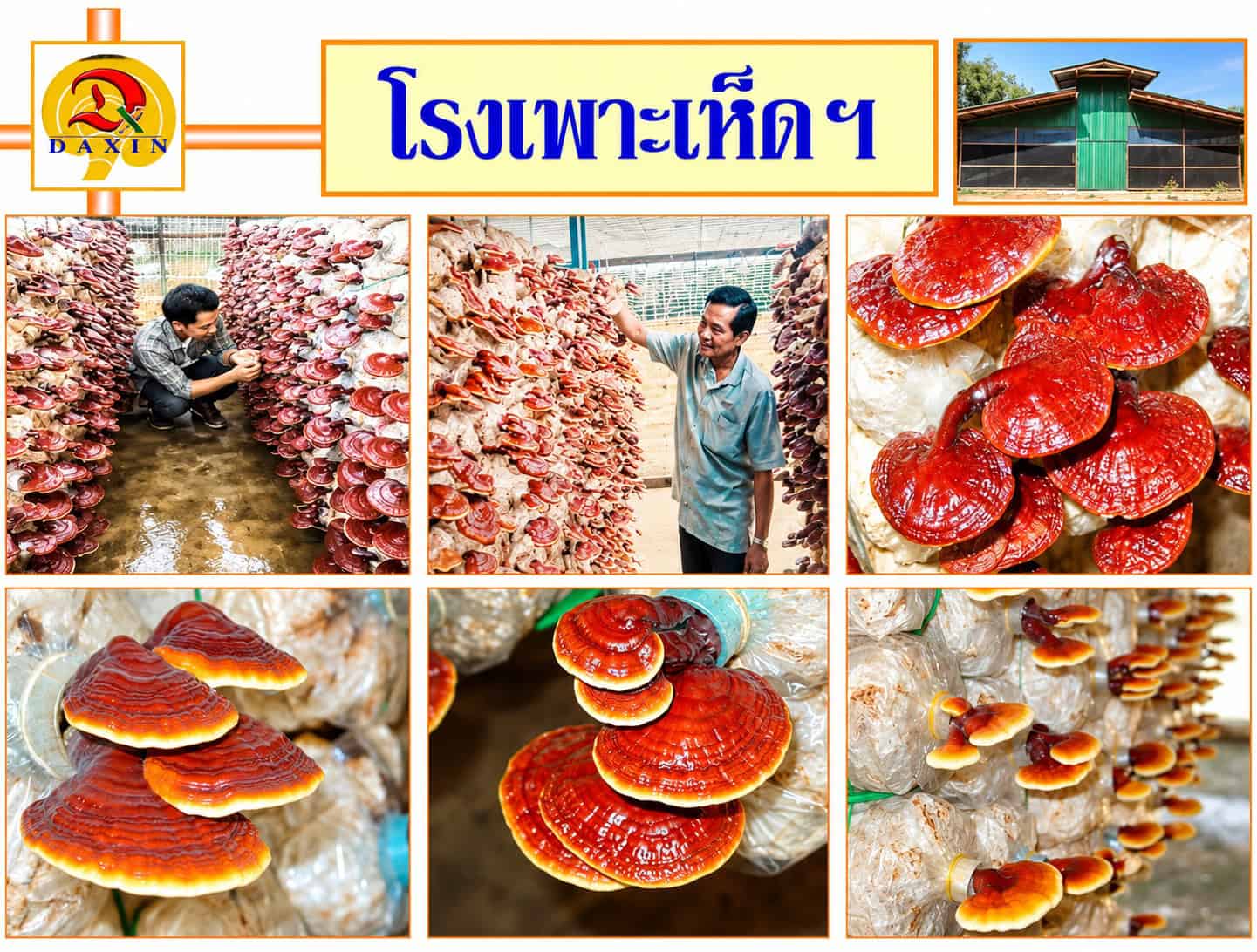 ภาพการเพาะเห็ดหลินจือและตัวอย่างดอกเห็ด